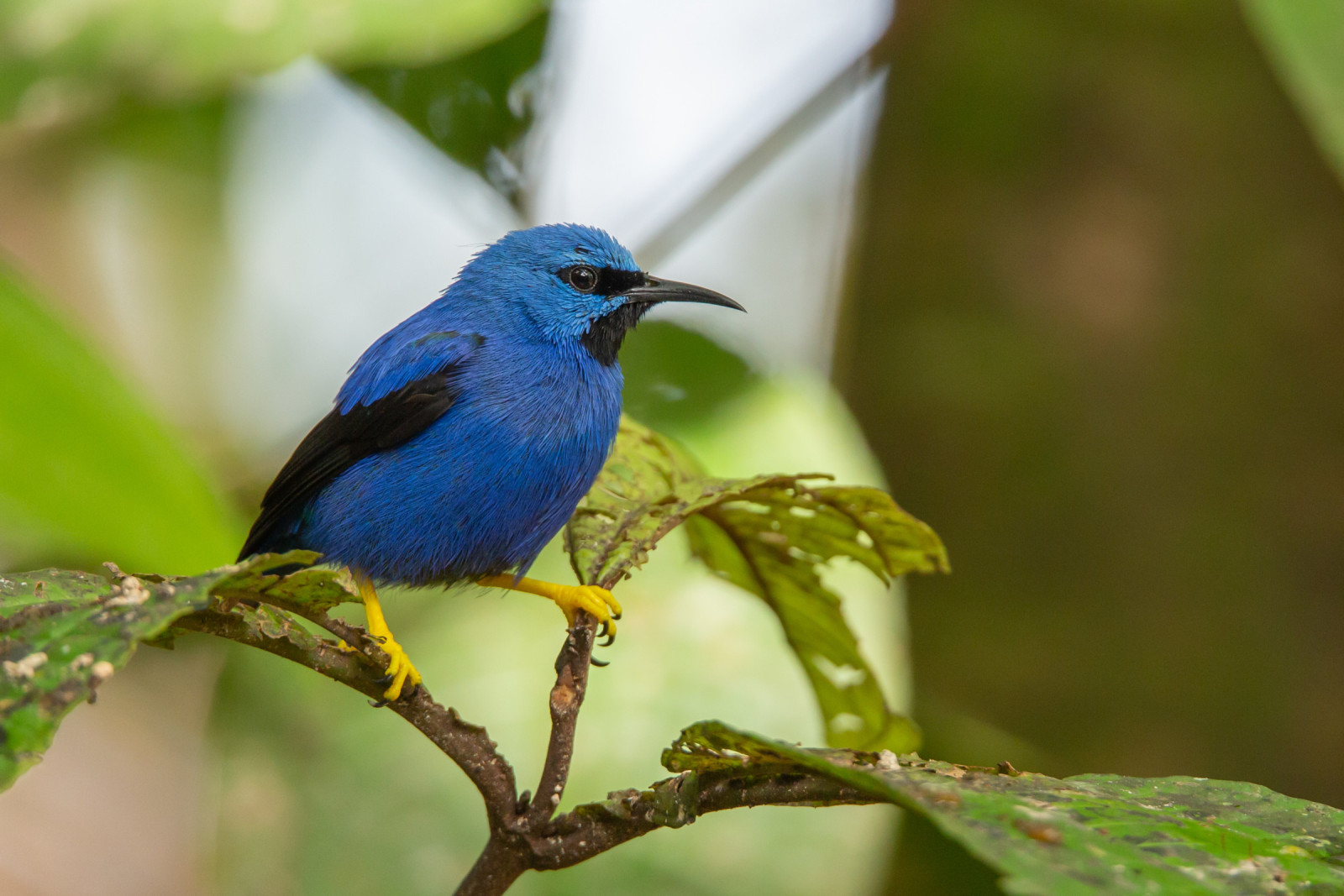 image Shining Honeycreeper